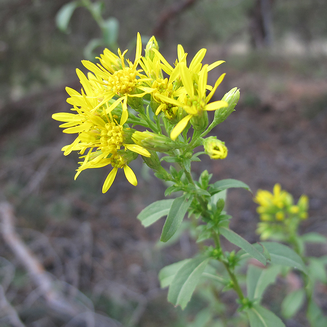 Image of Solidago virgaurea specimen.
