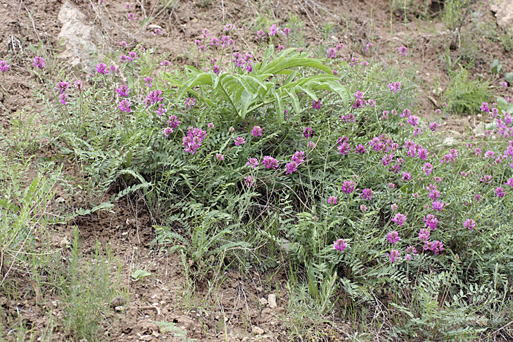 Изображение особи семейство Fabaceae.