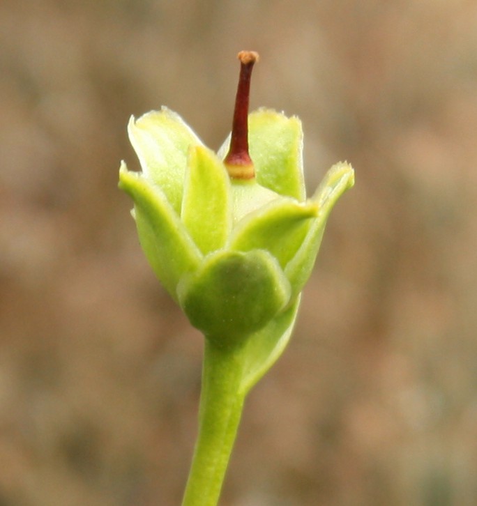Image of Diapensia lapponica specimen.