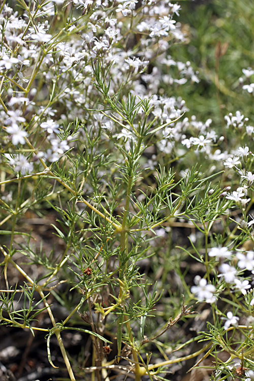 Image of Acanthophyllum gypsophiloides specimen.