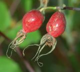Rosa glabrifolia. Созревшие плоды (крупно). Московская обл., Раменский р-н, окр. дер. Хрипань, дачный участок. 10.09.2005.