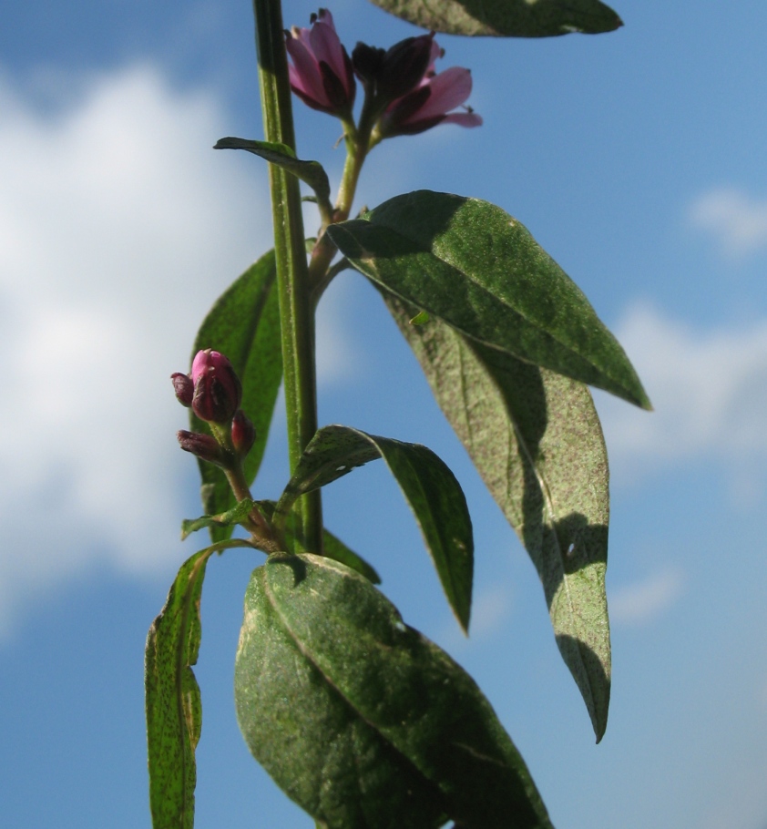 Image of Lysimachia dubia specimen.