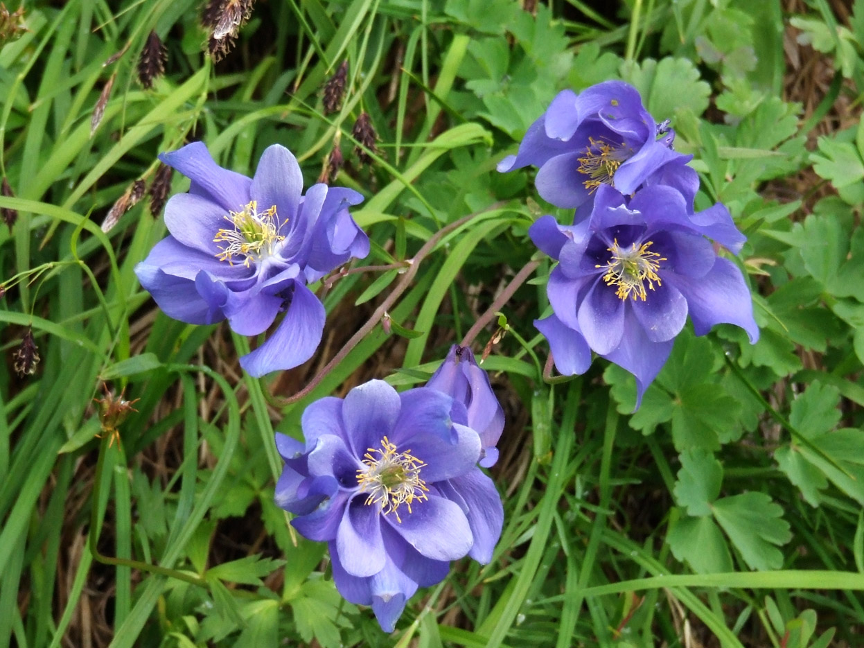 Image of Aquilegia glandulosa specimen.