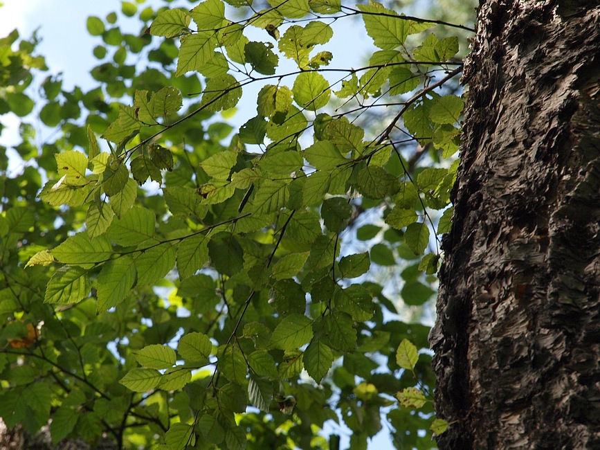 Image of genus Betula specimen.