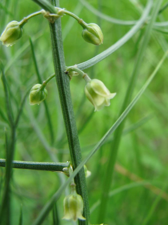 Изображение особи Asparagus dauricus.