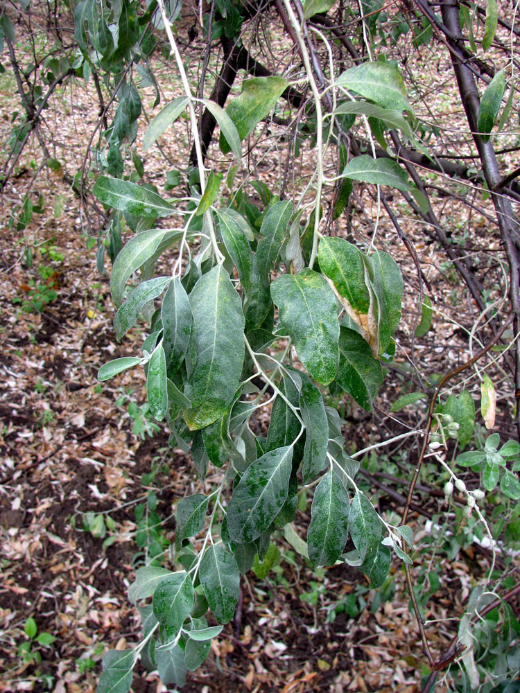 Image of Elaeagnus angustifolia specimen.