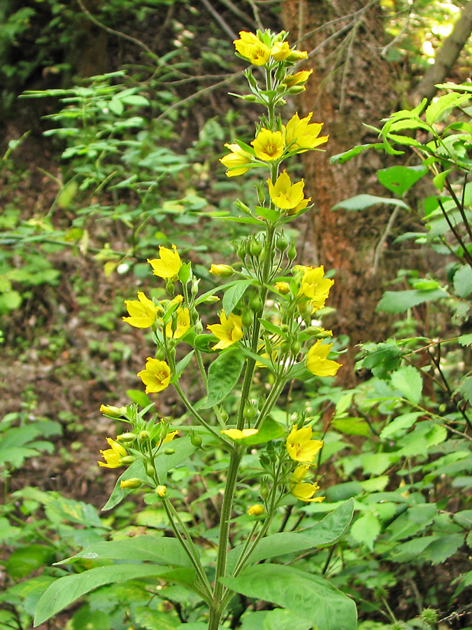 Изображение особи Lysimachia verticillaris.