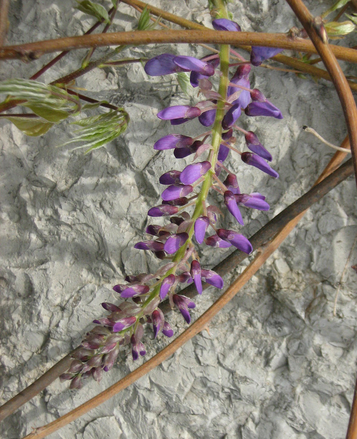 Image of Wisteria sinensis specimen.