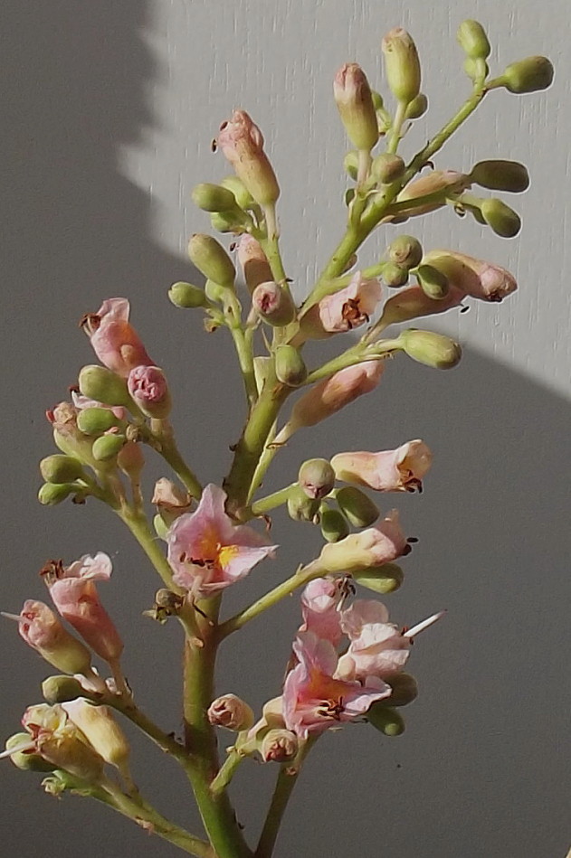 Изображение особи Aesculus &times; carnea.