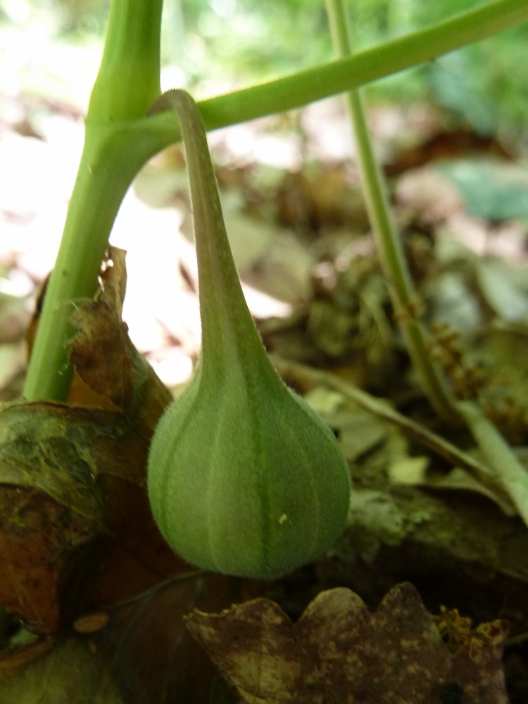Image of Aristolochia steupii specimen.