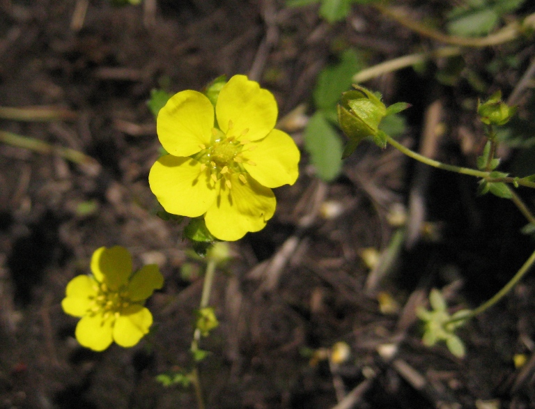 Image of Potentilla freyniana specimen.