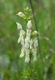 Stachys krynkensis. Соцветие. Украина, Донецкая обл., Володарский р-н, заповедник \"Каменные могилы\". 02.06.2012.