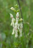 Stachys krynkensis