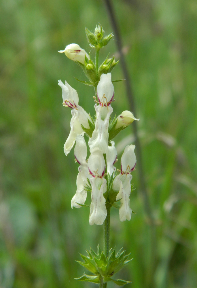 Изображение особи Stachys krynkensis.