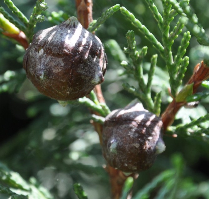 Изображение особи Cupressus sempervirens.