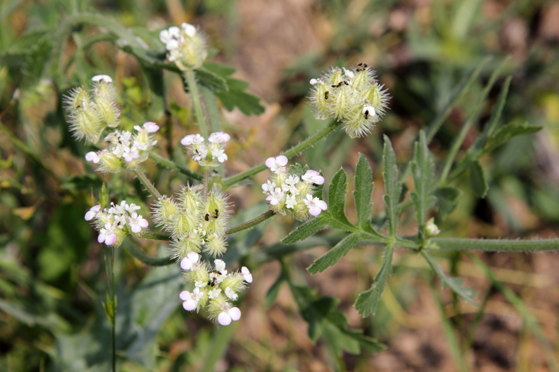 Image of Turgenia latifolia specimen.