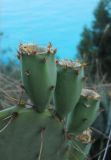 Opuntia engelmannii подвид lindheimeri. Завязавшиеся плоды. Южный берег Крыма, р-н пгт Партенит, мыс Плака. 20 июня 2012 г.