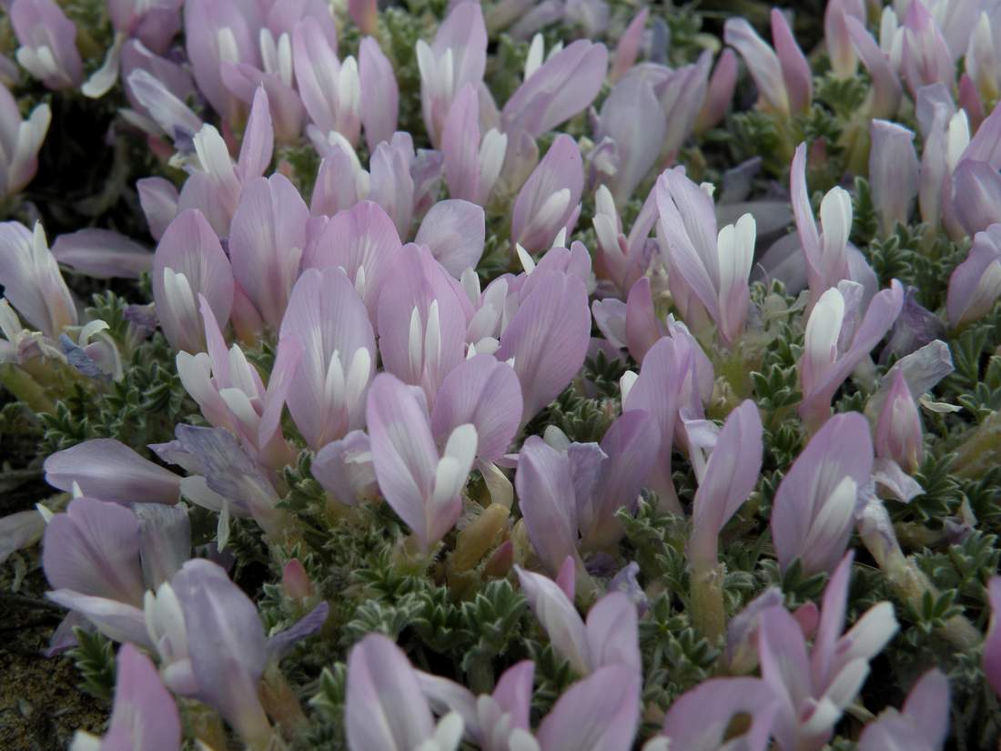 Image of Astragalus ammodytes specimen.