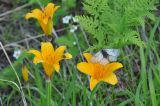 Hemerocallis middendorffii. Цветки с сидящими жуком-усачом и Parnassius stubbendorfi. Приморский край, Уссурийский гор. округ, окр. с. Монакино. 11.06.2011.