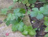 Geranium gracile