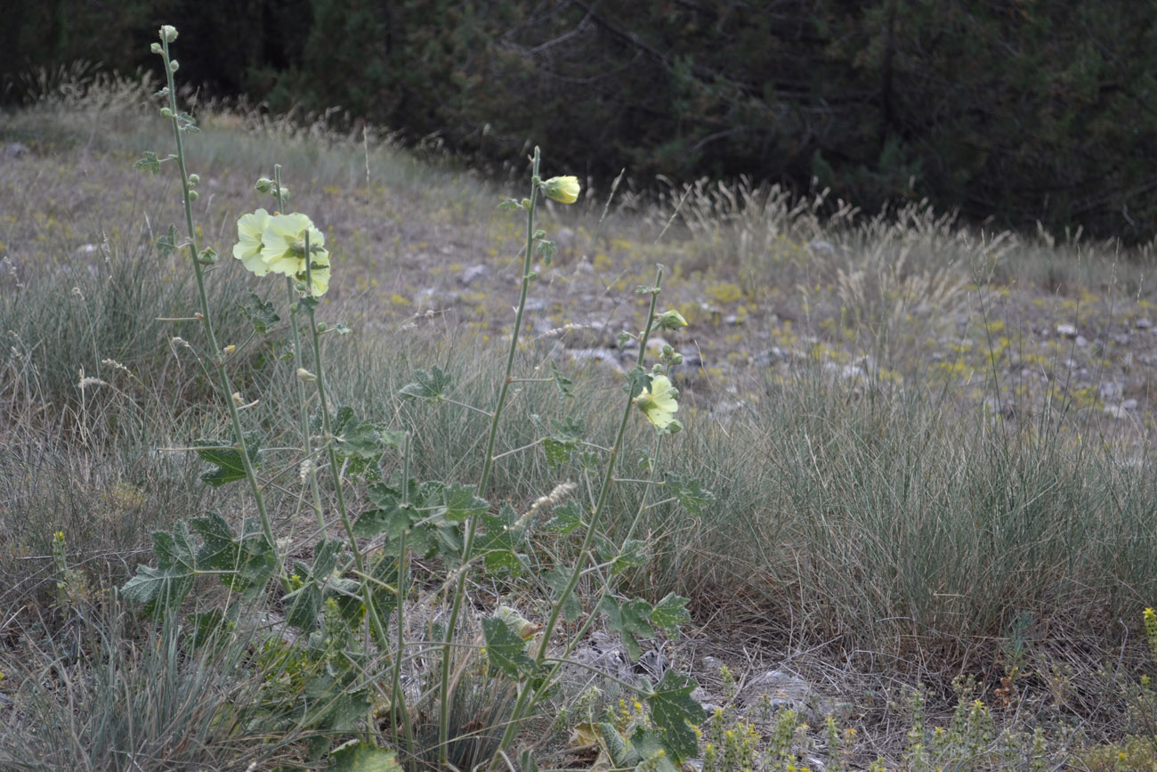 Изображение особи Alcea rugosa.