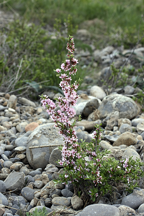 Image of Cerasus tianshanica specimen.