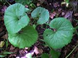 Ranunculus cassubicus. Прикорневые листья. Курская обл., г. Железногорск. ур. Опажье. 6 августа 2007 г.