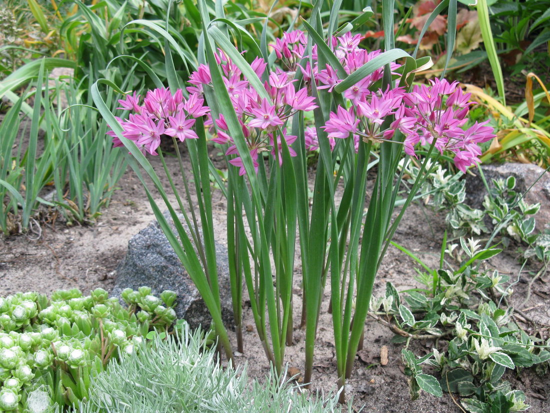 Image of Allium oreophilum specimen.