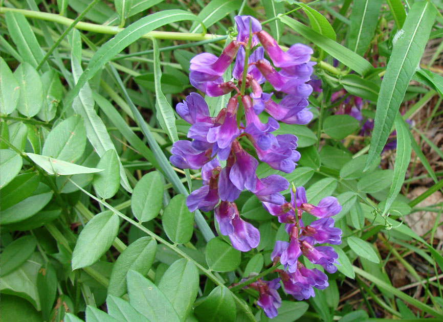 Image of Vicia amoena specimen.