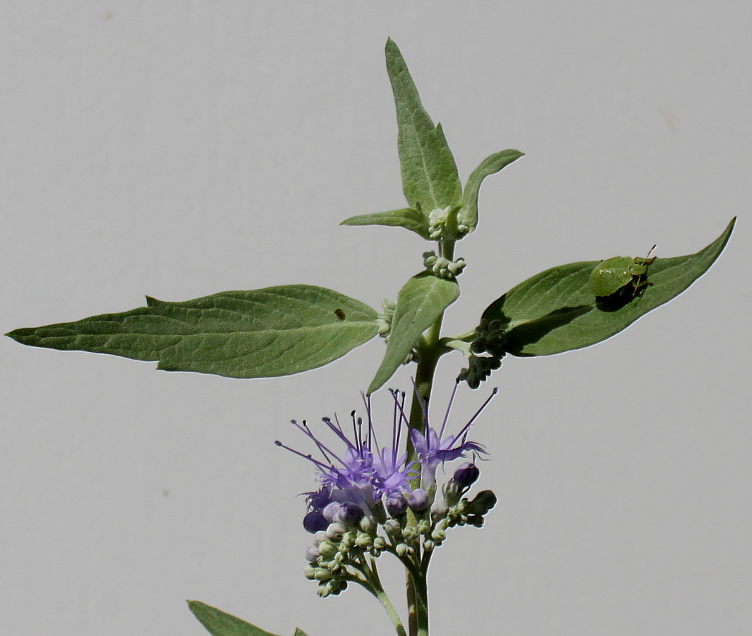 Изображение особи Caryopteris &times; clandonensis.