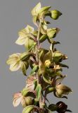 Epipactis helleborine
