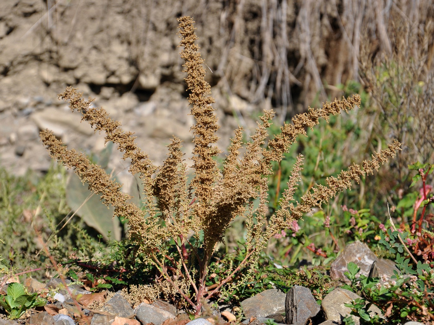 Image of Dysphania botrys specimen.