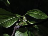 Frangula alnus