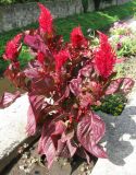 Celosia argentea. Цветущее растение. Венгрия, Хевеш, г. Эгер, цветник по верху высокого бордюра между набережной и долиной ручья Эгер. 11.09.2012.