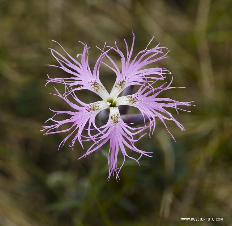 Изображение особи Dianthus superbus.