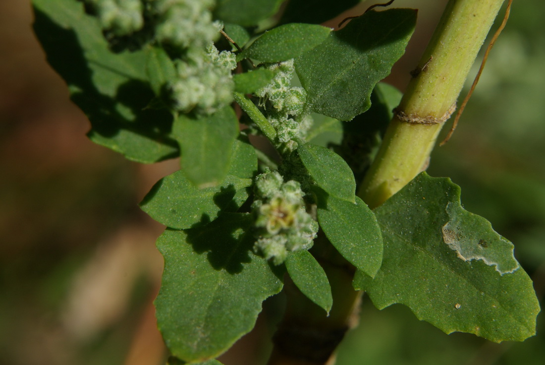 Изображение особи Chenopodium zerovii.