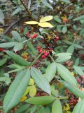 Zanthoxylum alatum variety planispinum. Часть ветви с плодами. Южный берег Крыма, Никитский ботанический сад. 7 ноября 2012 г.