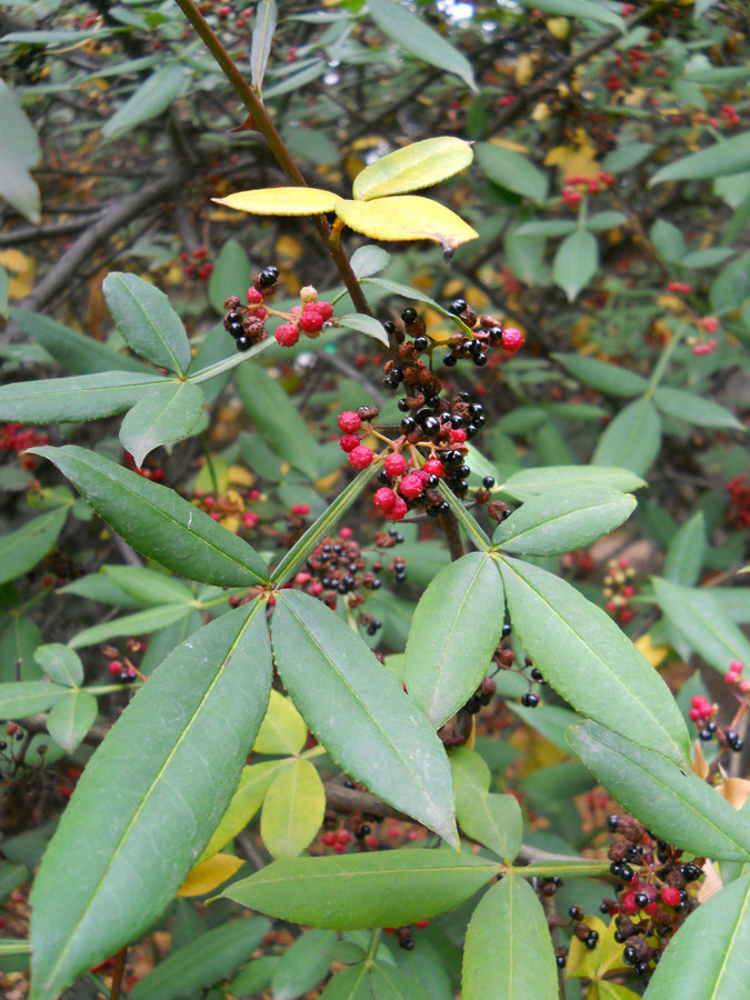 Image of Zanthoxylum alatum var. planispinum specimen.
