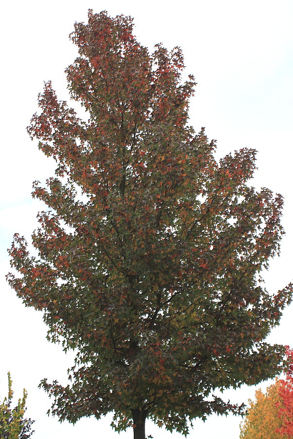 Изображение особи Liquidambar styraciflua.