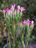 genus Centaurium