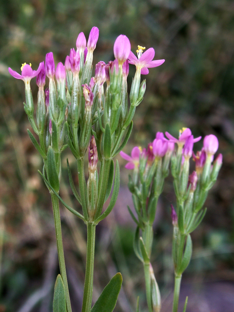 Изображение особи род Centaurium.