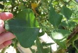 Erythrina humeana. Лист. Израиль, г. Беэр-Шева, городское озеленение. Ноябрь 2008 г.