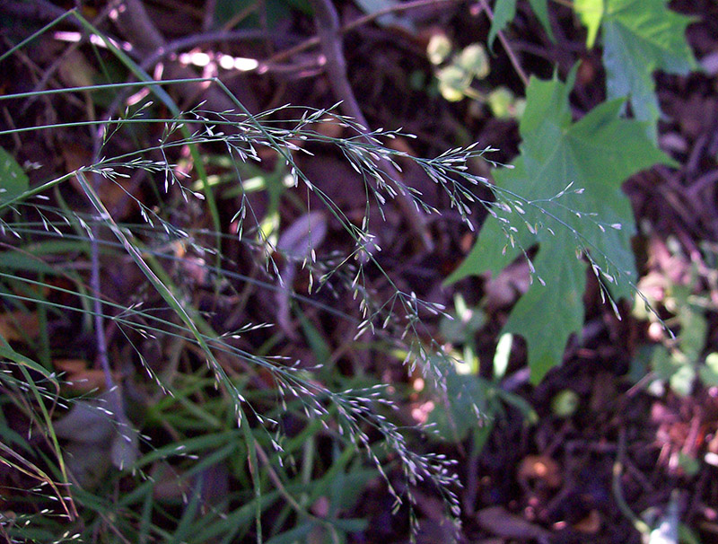 Image of Poa nemoralis specimen.