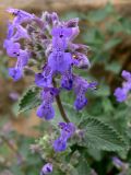 genus Nepeta. Соцветие. Германия, земля Саксония-Анхальт, г. Кведлинбург. 06.07.2012.