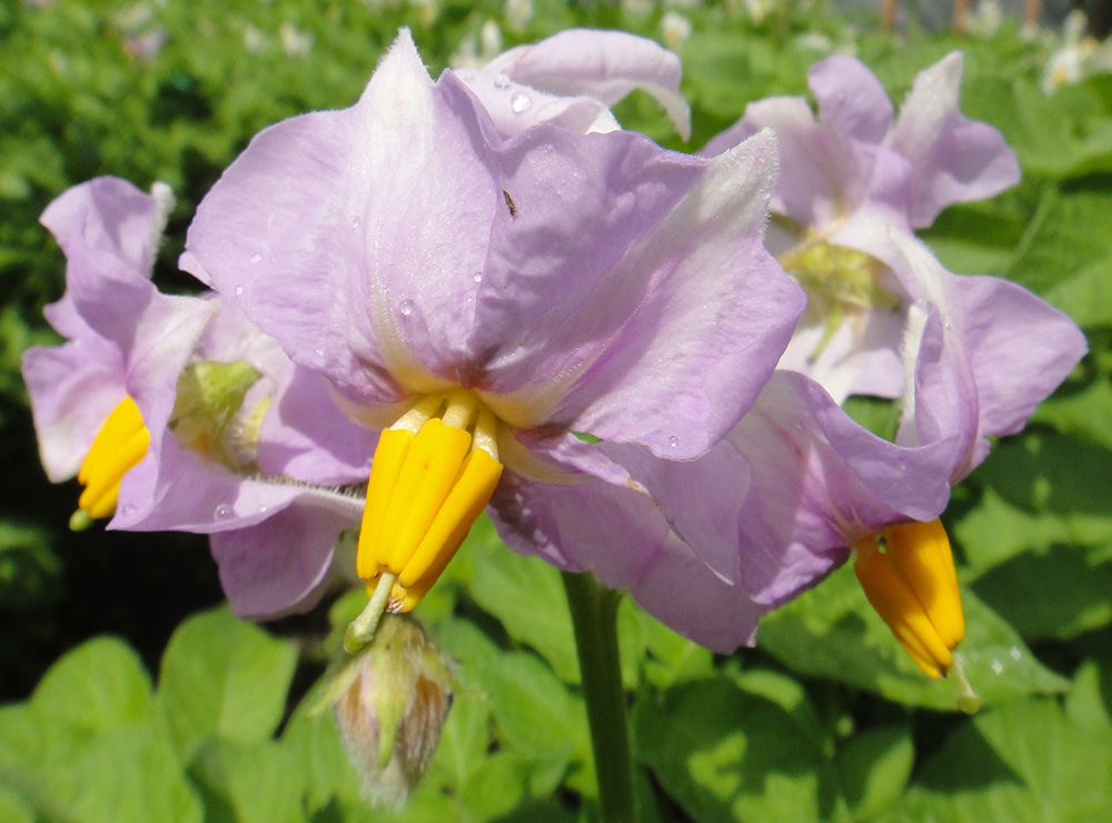 Image of Solanum tuberosum specimen.