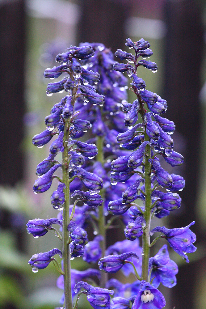 Изображение особи род Delphinium.