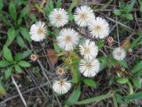 Erigeron acris
