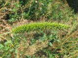 Setaria viridis