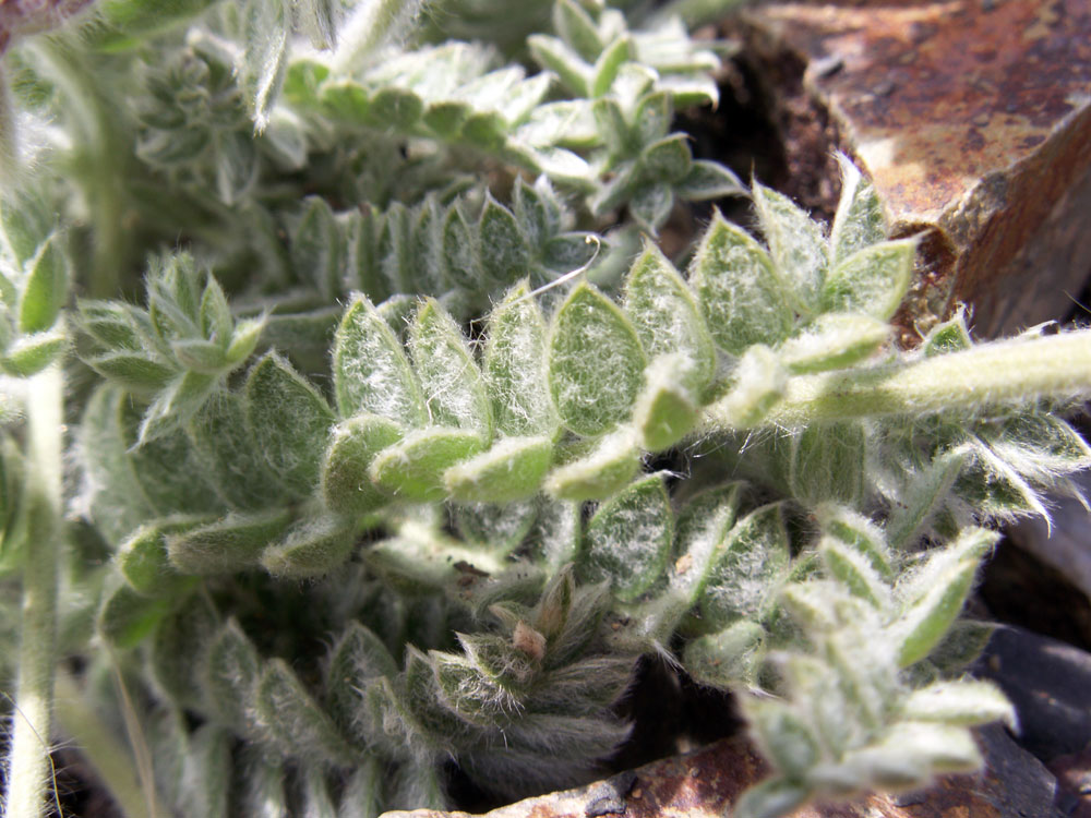 Image of Oxytropis microsphaera specimen.