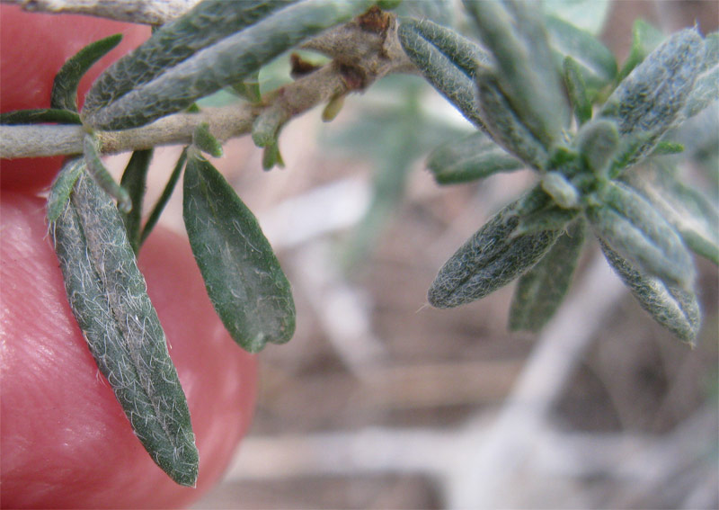 Image of Helianthemum vesicarium specimen.